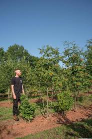 Attēlu rezultāti vaicājumam “Sorbus aucuparia”