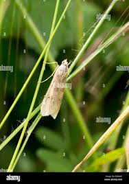 Attēlu rezultāti vaicājumam “Nomophila noctuella”