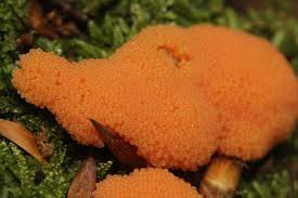 Attēlu rezultāti vaicājumam “Tubifera ferruginosa (subsp. ferruginosa)”