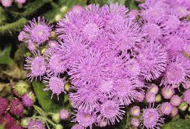 Image result for Ageratum mexicanum