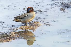 Attēlu rezultāti vaicājumam “Anas crecca male”