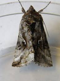 Attēlu rezultāti vaicājumam “Autographa gamma”