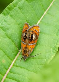 Attēlu rezultāti vaicājumam “Olethreutes arcuella”