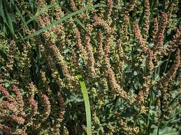 Attēlu rezultāti vaicājumam “Rumex obtusifolius fruit”