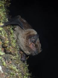 Attēlu rezultāti vaicājumam “Nyctalus leisleri”