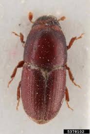 Attēlu rezultāti vaicājumam “Scolytus scolytus, Scolytus multistriatus”