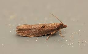 Attēlu rezultāti vaicājumam “Epinotia sordidana”