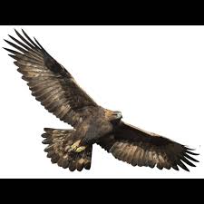 Attēlu rezultāti vaicājumam “Aquila chrysaetos adult”