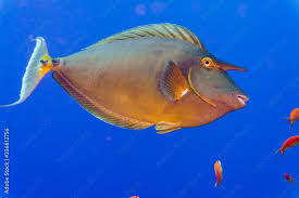 Image result for Naso unicornis