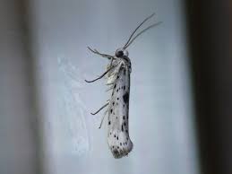 Attēlu rezultāti vaicājumam “Yponomeuta plumbella”