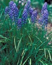 Attēlu rezultāti vaicājumam “Muscari botryoides leaf”