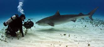 Image result for South Axholme Sharks Asc