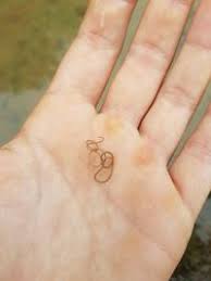 Attēlu rezultāti vaicājumam “Gordius aquaticus”