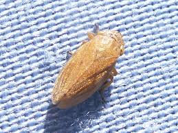 Attēlu rezultāti vaicājumam “Aphrophoridae”