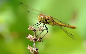 Attēlu rezultāti vaicājumam “Sympetrum vulgatum”