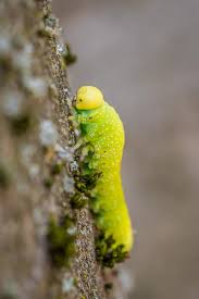 Attēlu rezultāti vaicājumam “Cimbex femoratus larva”