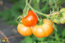 Afbeeldingsresultaat voor earliana tomato