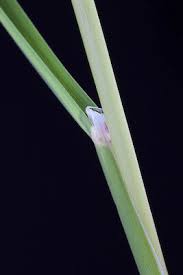 Attēlu rezultāti vaicājumam “Glyceria lithuanica”