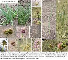 Attēlu rezultāti vaicājumam “Allium oleraceum bud”
