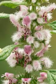 Attēlu rezultāti vaicājumam “Leonurus cardiaca flower”