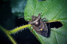 Attēlu rezultāti vaicājumam “Pentatoma rufipes”