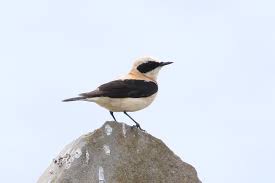 Image result for Oenanthe hispanica