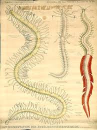 Attēlu rezultāti vaicājumam “Annelides”