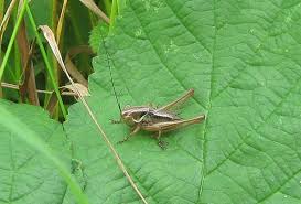 Attēlu rezultāti vaicājumam “Metrioptera roeselii”