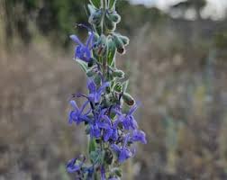 Attēlu rezultāti vaicājumam “Calystegia inflata flower”