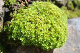 Attēlu rezultāti vaicājumam “Heterotrichia oerstedii (syn. Arcyria oerstedii) sessile”