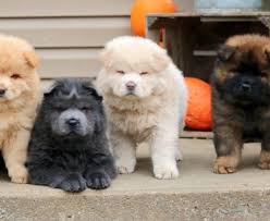 Znalezione obrazy dla zapytania chow