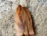 Attēlu rezultāti vaicājumam “Pandemis heparana”