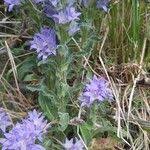 Image result for Campanula moesiaca