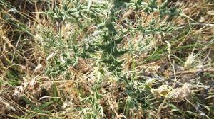 Attēlu rezultāti vaicājumam “Echinops sphaerocephalus leaf”