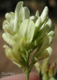 Attēlu rezultāti vaicājumam “Medicago x varia  flower”