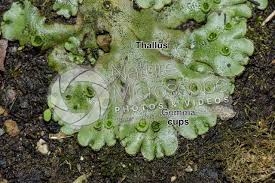 Attēlu rezultāti vaicājumam “Marchantia polymorpha”
