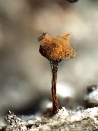 Attēlu rezultāti vaicājumam “Metatrichia floriformis stalked”