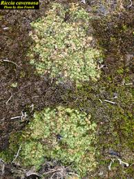 Attēlu rezultāti vaicājumam “Riccia cavernosa”