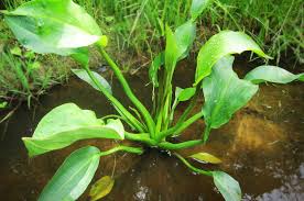 Attēlu rezultāti vaicājumam “Alisma plantago-aquatica leaf”