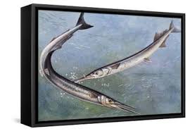 Attēlu rezultāti vaicājumam “Belone belone”