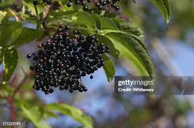 Attēlu rezultāti vaicājumam “Sambucus nigra fruit”