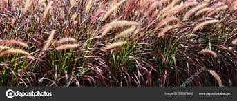 Attēlu rezultāti vaicājumam “Gramineae”