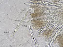 Attēlu rezultāti vaicājumam “Propolis farinosa”