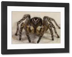 Attēlu rezultāti vaicājumam “Aelurillus v-insignitus”