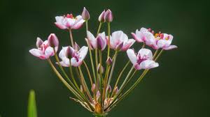 Attēlu rezultāti vaicājumam “Butomus umbellatus bud”