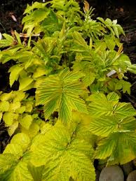 Attēlu rezultāti vaicājumam “Filipendula ulmaria  leaf”