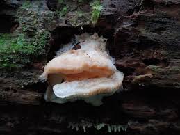 Attēlu rezultāti vaicājumam “Leptoporus mollis”