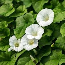 Attēlu rezultāti vaicājumam “Calystegia sepium leaf”