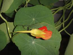 Attēlu rezultāti vaicājumam “Tropaeolum majus bud”