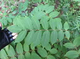 Attēlu rezultāti vaicājumam “Juglans cinerea leaf”
